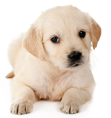 Pour les chiots